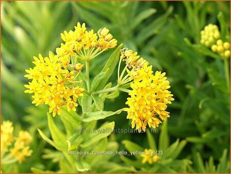 Asclepias tuberosa &#39;Hello Yellow&#39;