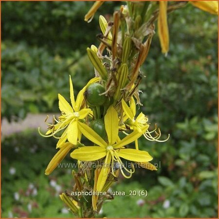 Asphodeline lutea