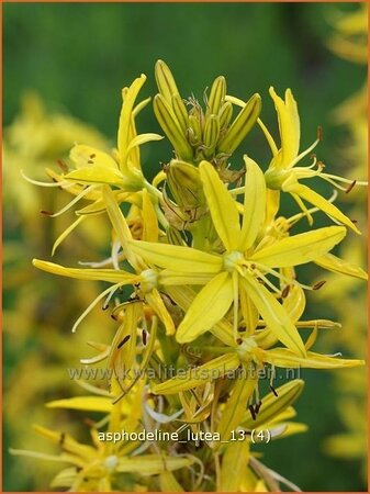 Asphodeline lutea