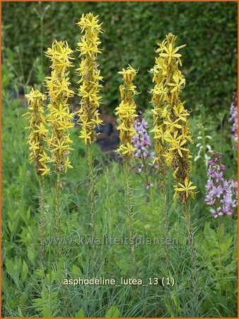 Asphodeline lutea