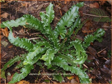 Asplenium scolopendrium &#39;Angustifolia&#39;