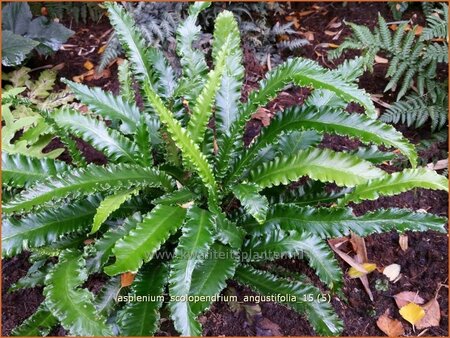 Asplenium scolopendrium &#39;Angustifolia&#39;