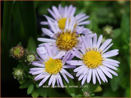 Aster ageratoides &#39;Asmoe&#39;