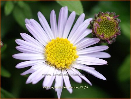 Aster ageratoides &#39;Asmoe&#39;