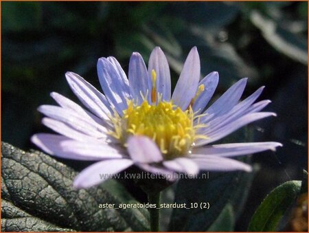 Aster ageratoides &#39;Stardust&#39;