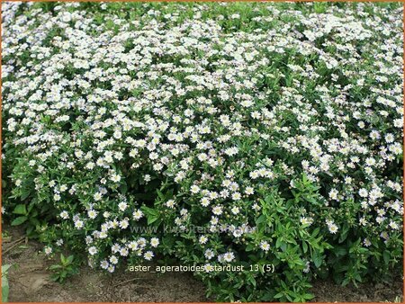 Aster ageratoides &#39;Stardust&#39;