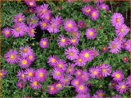 Aster &#39;Alice Haslam&#39;