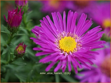 Aster &#39;Alice Haslam&#39;