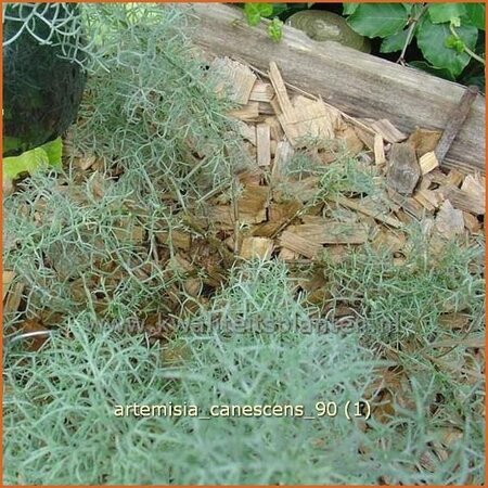 Artemisia &#39;Canescens&#39;