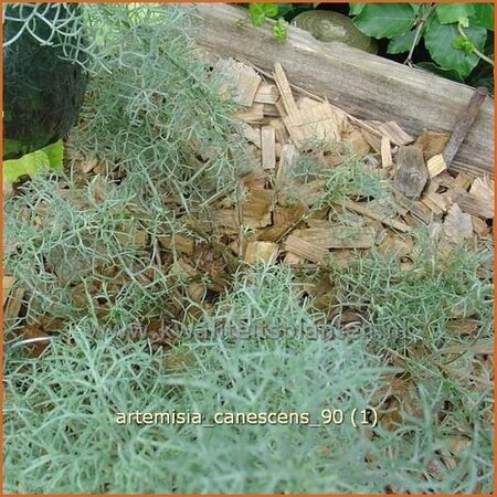 Artemisia 'Canescens'