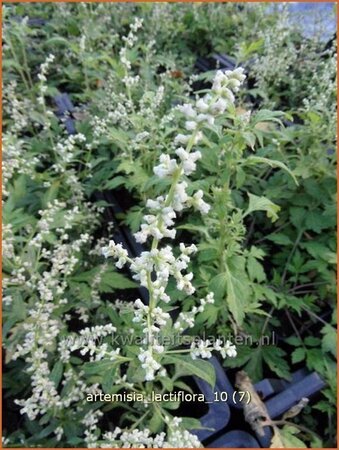 Artemisia lactiflora