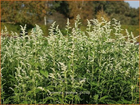 Artemisia lactiflora