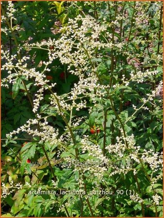 Artemisia lactiflora &#39;Guizhou&#39;