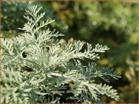 Artemisia pontica