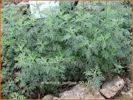 Artemisia pontica