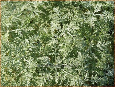 Artemisia pontica