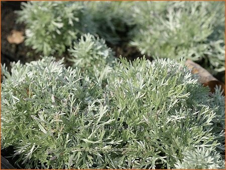 Artemisia schmidtiana &#39;Nana&#39;