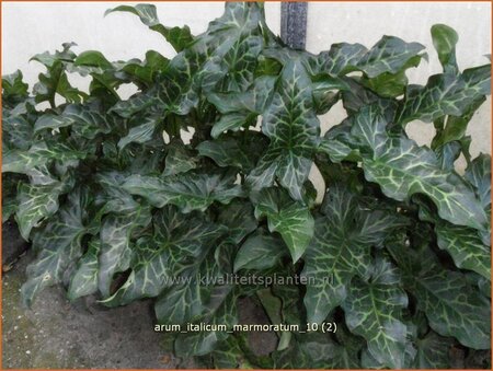 Arum italicum 'Marmoratum'