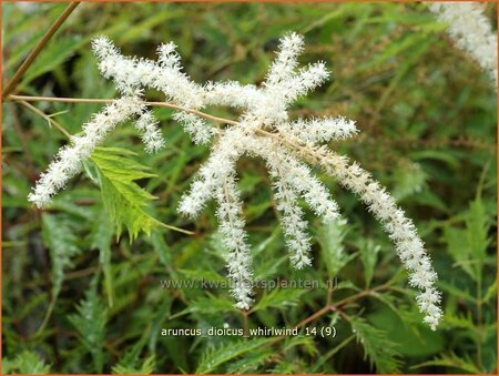 Aruncus dioicus &#39;Whirlwind&#39;