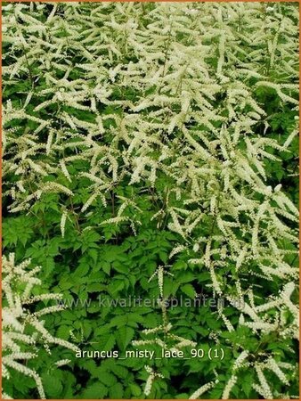 Aruncus 'Misty Lace'