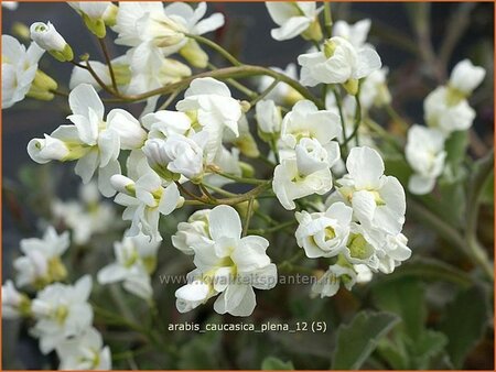 Arabis caucasica &#39;Plena&#39;