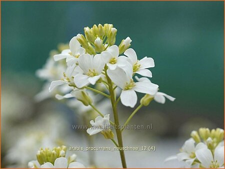 Arabis procurrens &#39;Neuschnee&#39;