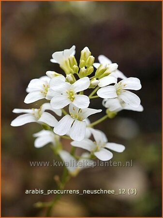 Arabis procurrens &#39;Neuschnee&#39;