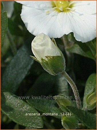 Arenaria montana