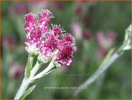 Antennaria dioica &#39;Rubra&#39;