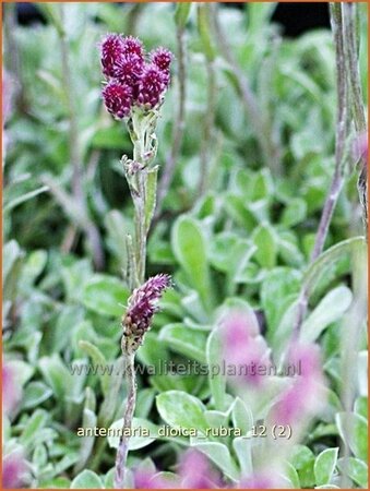 Antennaria dioica &#39;Rubra&#39;