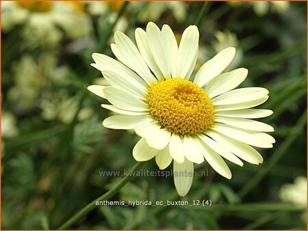 Anthemis hybrida &#39;E.C. Buxton&#39;