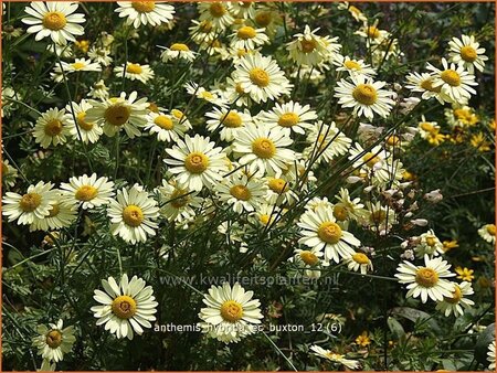 Anthemis hybrida &#39;E.C. Buxton&#39;