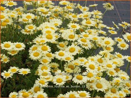 Anthemis hybrida &#39;E.C. Buxton&#39;