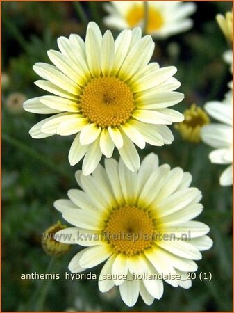 Anthemis hybrida &#39;Sauce Hollandaise&#39;