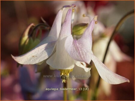 Aquilegia &#39;Biedermeier&#39;