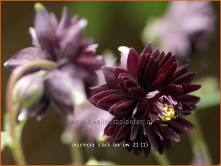 Aquilegia &#39;Black Barlow&#39;