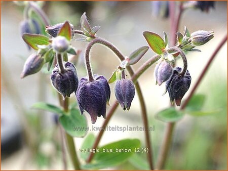 Aquilegia 'Blue Barlow'