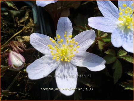 Anemone nemorosa 'Caerulea'