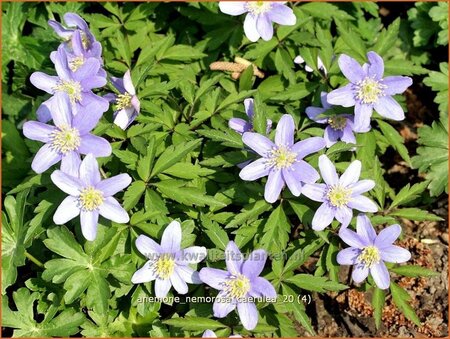 Anemone nemorosa 'Caerulea'