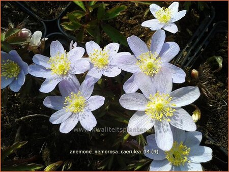 Anemone nemorosa 'Caerulea'