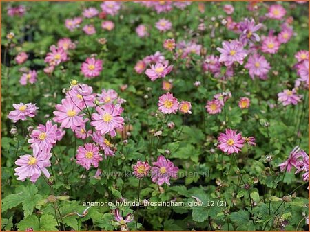 Anemone hybrida &#39;Bressingham Glow&#39;