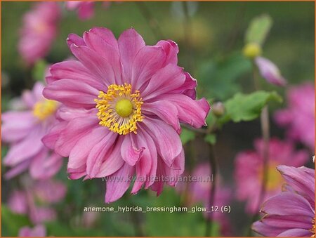 Anemone hybrida &#39;Bressingham Glow&#39;