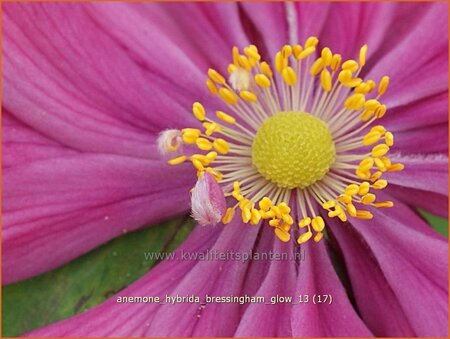 Anemone hybrida &#39;Bressingham Glow&#39;