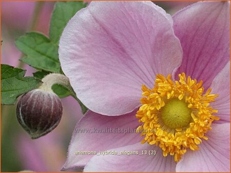 Anemone hybrida 'Elegans'