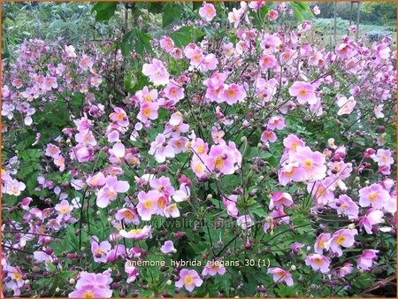 Anemone hybrida 'Elegans'