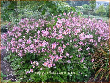 Anemone hybrida 'Elegans'