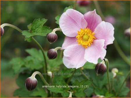Anemone hybrida 'Elegans'