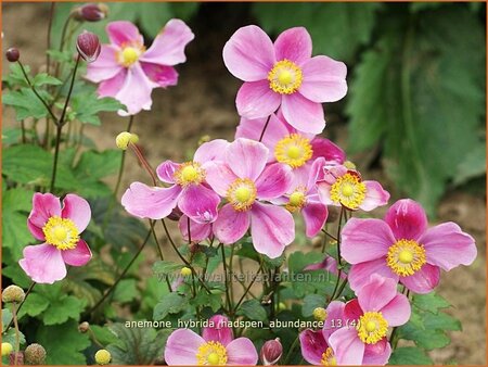 Anemone hybrida &#39;Hadspen Abundance&#39;