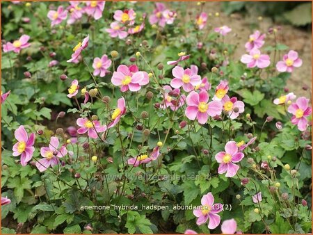 Anemone hybrida &#39;Hadspen Abundance&#39;