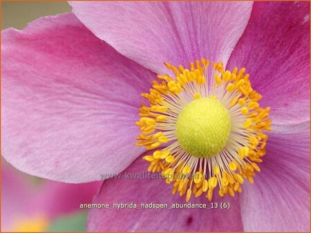 Anemone hybrida &#39;Hadspen Abundance&#39;